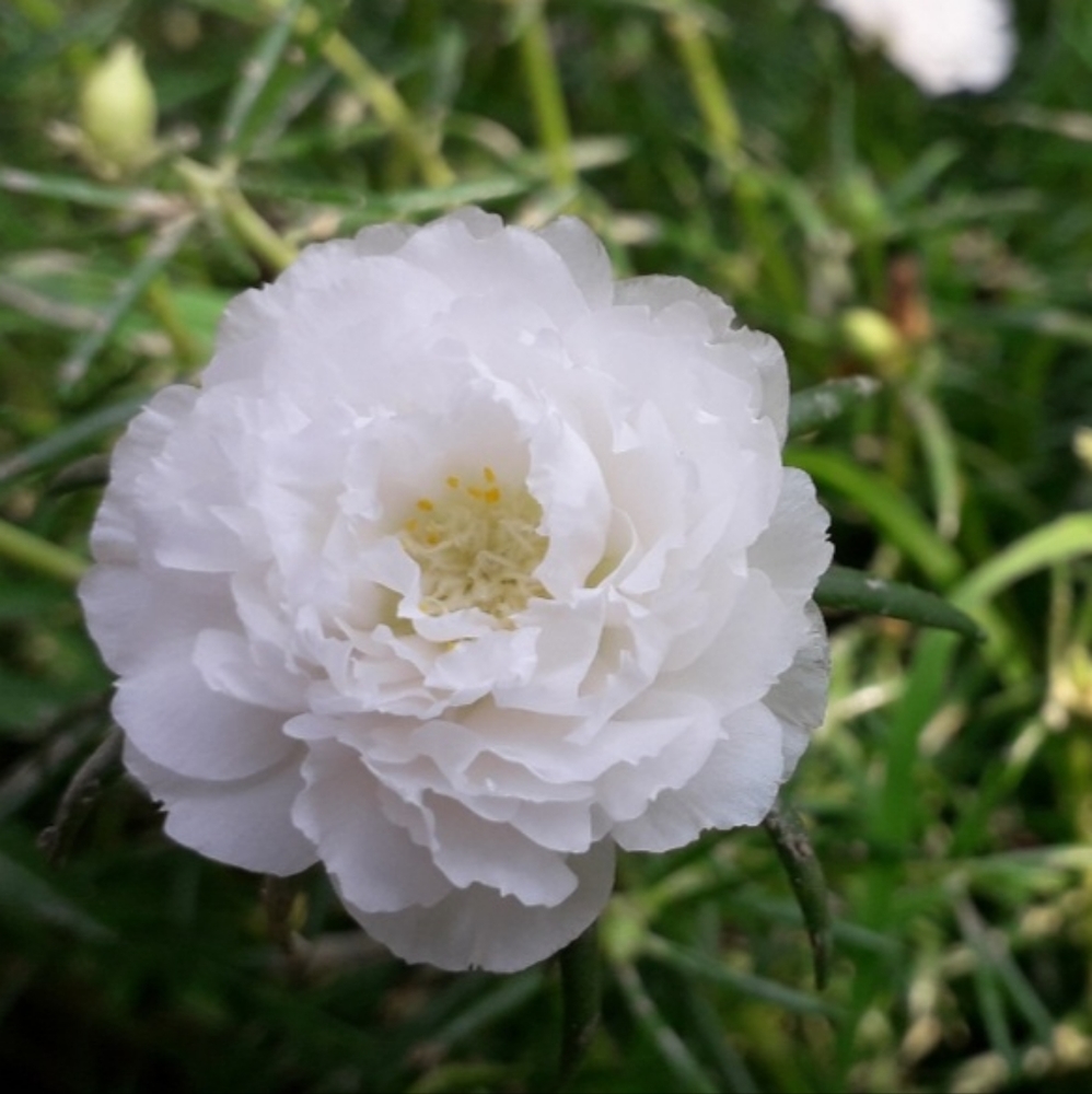 Portulaca moss rose white 15 cuttings